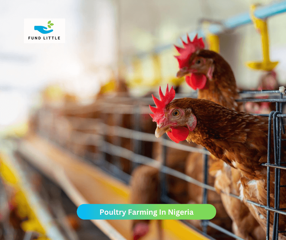 Poultry Farming In Nigeria