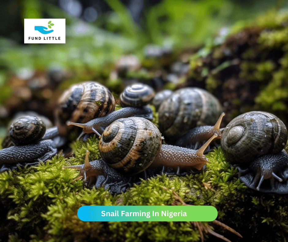 Snail Farming In Nigeria